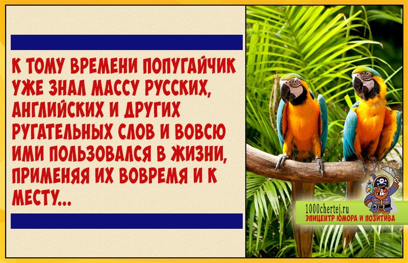 Увидев видео, я ржал до слез! Попугай рассказывает сказку о Красной Шапочке